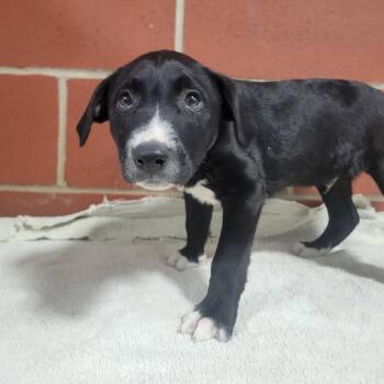 Hound Dogs Available for Adoption - (Found) Copper | PetCurious