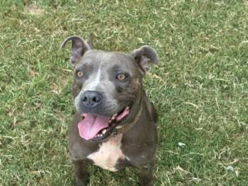 JACKSON -  Pit Bull Terrier Dog for Adoption in Tulsa, Oklahoma - JACKSON | PetCurious