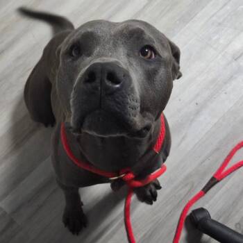 Rescue Pit Bull Terrier Dogs for Adoption in St. Louis, Missouri - Eggbert | PetCurious