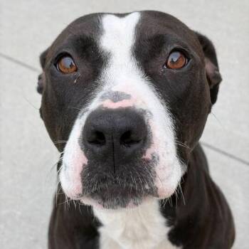 Pit Bull Terrier Dogs Available for Adoption in Matteson, Illinois - Frieren | PetCurious