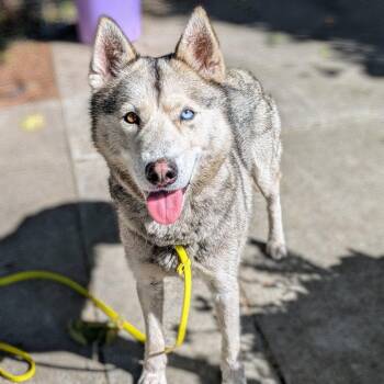 Husky Dogs Available for Adoption in Oakland, California - Bloom | PetCurious