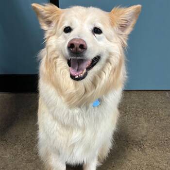 Bailey -  Husky and Mixed Breed Dog for Adoption in Portland, Oregon - Bailey | PetCurious