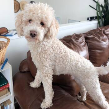 Kenny -  Mixed Breed Dog for Adoption in Morden, Manitoba - Kenny | PetCurious