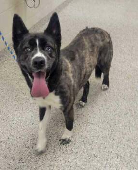 Sashimi -  Mixed Breed Dog for Adoption in Kansas City, Missouri - Sashimi | PetCurious