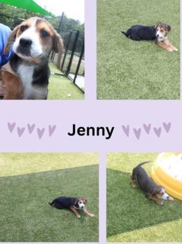 Jenny -  Mixed Breed Dog Available for Adoption in Kenansville, North Carolina - Jenny | PetCurious