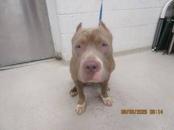 Java(54) -  Pit Bull Terrier Dog for Adoption in Marietta, Georgia - Java(54) | PetCurious