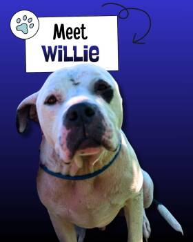 Willie -  American Staffordshire Terrier Dog Available for Adoption in Sulphur, Kentucky - Willie | PetCurious
