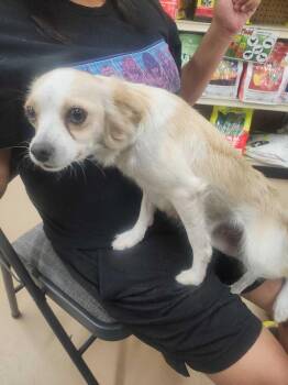 Jasmine the 4th -  Chihuahua Dog for Adoption in Lakeland, Florida - Jasmine The 4th | PetCurious
