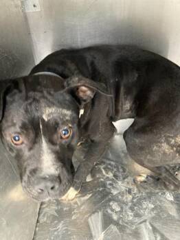 Pit Bull Terrier Dogs Available for Adoption in Dallas, Texas - YAYO | PetCurious