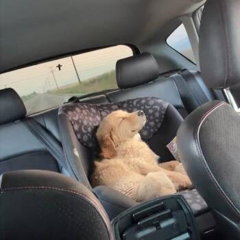 Carmelo -  Golden Retriever and Mixed Breed Dog for Adoption in Tacoma, Washington - Carmelo | PetCurious