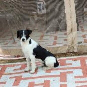 Snoopy -  Fox Terrier and Poodle Dog for Adoption in Monticello, New York - Snoopy | PetCurious
