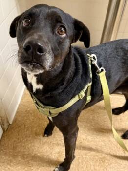 Rescue Labrador Retriever and Mixed Breed Dogs for Adoption in San Antonio, Texas - Olive Oyl | PetCurious