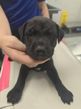 ALEXANDER -  Pit Bull Terrier and Mixed Breed Dog for Adoption in Corpus Christi, Texas - ALEXANDER | PetCurious
