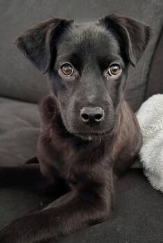 Collie Dogs Available for Adoption - Arlah | PetCurious