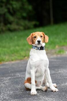 Labrador Retriever and Catahoula Leopard Dog Dogs Available for Adoption in Belleville, Illinois - SUE | PetCurious