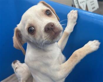 Mixed Breed Dogs Available for Adoption - SAVANNAH | PetCurious