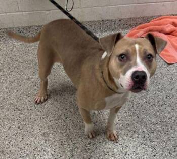 Pit Bull Terrier and Mixed Breed Dogs Available for Adoption - Serenity | PetCurious