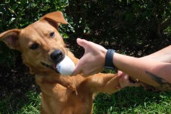 Ariel -  Shepherd Dog for Adoption in Winnabow, North Carolina - Ariel | PetCurious