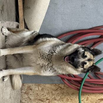 German Shepherd Dog Dogs Available for Adoption - Charlie Anne | PetCurious