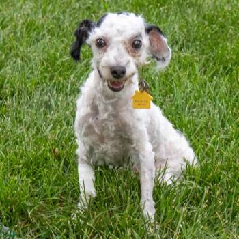 PIERRE -  Poodle and Mixed Breed Dog for Adoption in St. Louis, Missouri - PIERRE | PetCurious