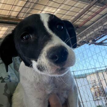 Mixed Breed Dogs Available for Adoption in Lake Jackson, Texas - Curly | PetCurious