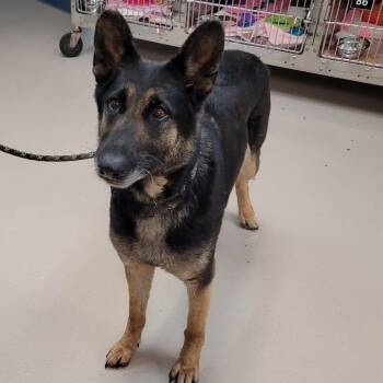 Suki -  Shepherd Dog for Adoption in Newark, New Jersey - Suki | PetCurious