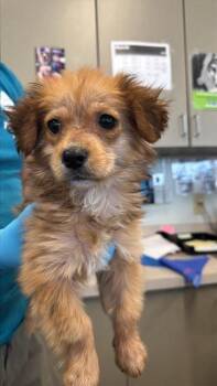 Chihuahua Dogs Available for Adoption - SALENA | PetCurious