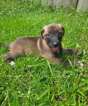 Frankie -  German Shepherd Dog and Labrador Retriever Dog for Adoption in Glocester, Rhode Island - Frankie | PetCurious