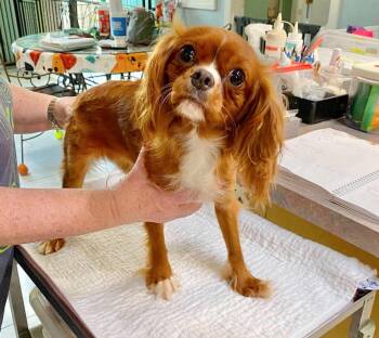 Ladybug (NOT YET AVAILABLE) -  Cavalier King Charles Spaniel Dog for Adoption in Benton, Louisiana - Ladybug (NOT YET AVAILABLE) | PetCurious