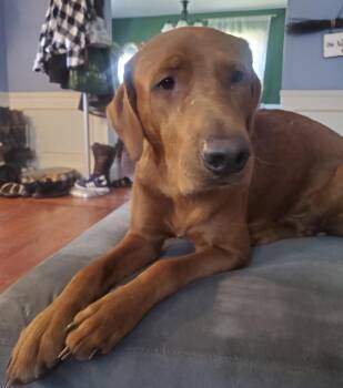 Bucky -  Mixed Breed Dog for Adoption in Maineville, Ohio - Bucky | PetCurious