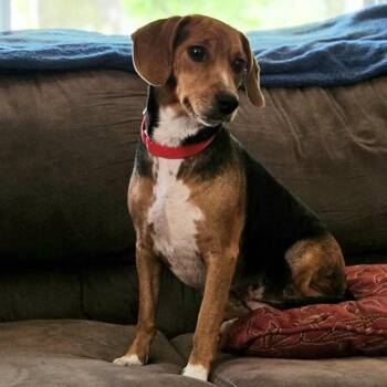 Beagle Dogs Available for Adoption in Pittsburg, Kansas - Lottie | PetCurious