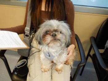Shih Tzu Dogs Available for Adoption in San Jose, California - ROSIE | PetCurious