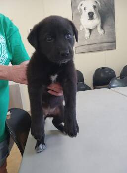 Turnip -  Black Labrador Retriever and Husky Dog for Adoption in Austin, Minnesota - Turnip | PetCurious