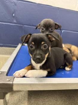 Boo 2mo AVA 10/7 -  Chihuahua Dog for Adoption in Sterling, Massachusetts - Boo 2mo AVA 10/7 | PetCurious