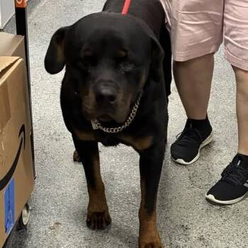 Rescue Rottweiler Dogs for Adoption in Jeffersonville, Indiana - Beau | PetCurious