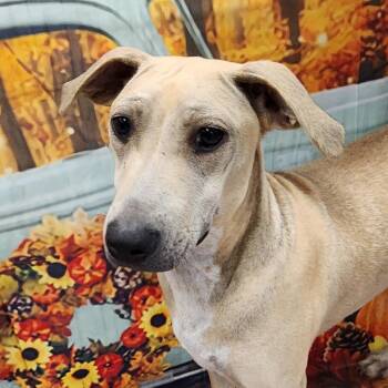 Rescue Shar Pei and American Staffordshire Terrier Dogs for Adoption in Austin, Texas - Dani SSP | PetCurious