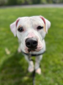 Pit Bull Terrier Dogs Available for Adoption in Vancouver, British Columbia - Cordelia | PetCurious