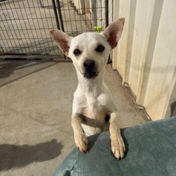GLACIER -  Chihuahua Dog for Adoption in Chico, California - GLACIER | PetCurious