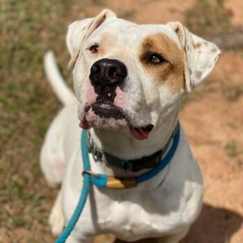 Cowboy -  American Bulldog and Pit Bull Terrier Dog for Adoption in Willis, Texas - Cowboy | PetCurious
