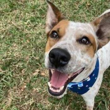 ELFIE (393) -  Cattle Dog and Mixed Breed Dog for Adoption in Indiantown, Florida - ELFIE (393) | PetCurious