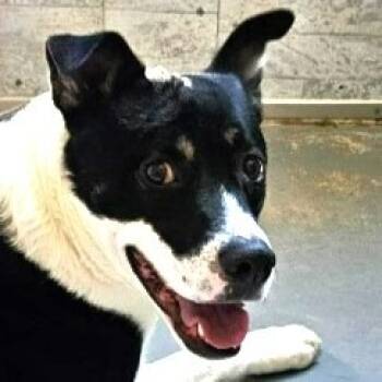 Rescue Mixed Breed and American Staffordshire Terrier Dogs for Adoption in Lake Forest, California - Baby (CP) Adopt Me! | PetCurious