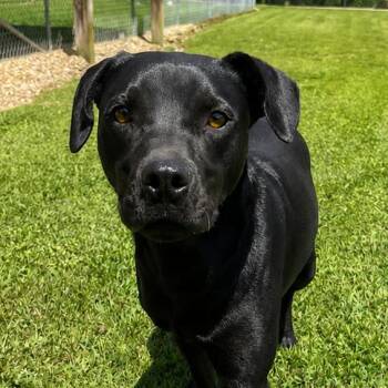 Ronald -  Black Labrador Retriever and Mixed Breed Dog for Adoption in Blairsville, Georgia - Ronald | PetCurious