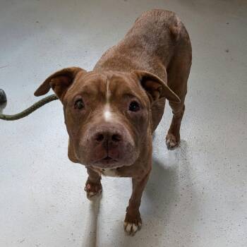 Lumpy Space Princess Stray Hold 10/5 -  Mixed Breed Dog for Adoption in Huntington, West Virginia - Lumpy Space Princess Stray Hold 10/5 | PetCurious