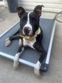 Bob -  Pit Bull Terrier Dog for Adoption in Oswego, Illinois - Bob | PetCurious