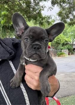 French Bulldog Dogs Available for Adoption in Temecula, California - Mela | PetCurious