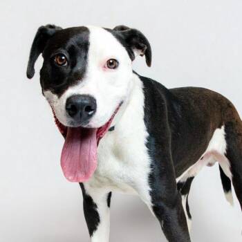 Lenny -  Mixed Breed Dog for Adoption in Knoxville, Tennessee - Lenny | PetCurious