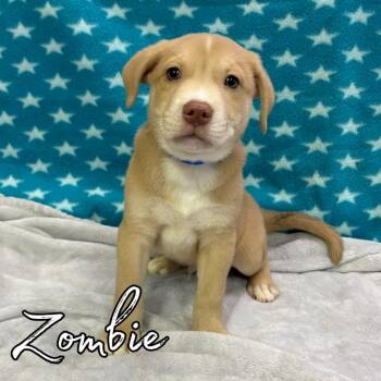 Zombie -  Retriever and Mixed Breed Dog for Adoption in Hillsboro, Ohio - Zombie | PetCurious
