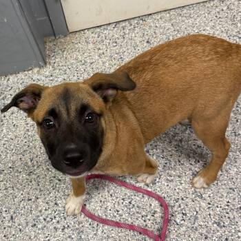 Buster -  Boxer and Mixed Breed Dog for Adoption in Birmingham, Alabama - Buster | PetCurious