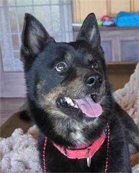 Rescue Australian Cattle Dog Blue Heeler and Australian Kelpie Dogs for Adoption in Boerne, Texas - Rugby | PetCurious