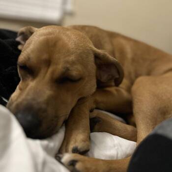 Pug and Mixed Breed Dogs Available for Adoption - Frank | PetCurious